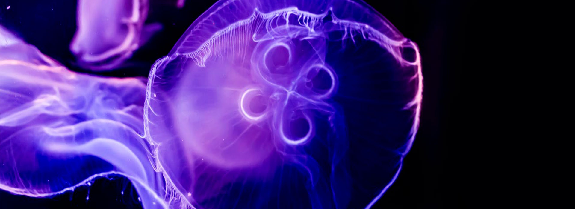 apparecchiature elettroniche per l'automazione industriale - banner medusa